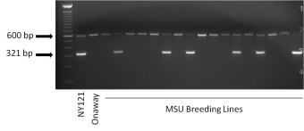 Example of a gel showing the presence or absence of the RYSC3 marker