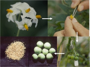 The progression of potato seed development from cross to seed.