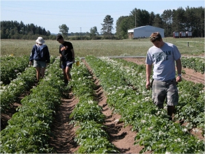 The 12-hill potato plots are monitored throughout the growing season.