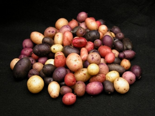 Examples of red and purple pigments found in the tuber skin.