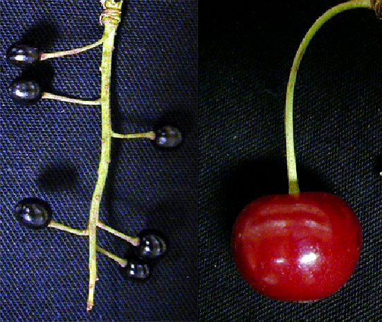 a small wild cherry next to a much larger commercial sweet cherry