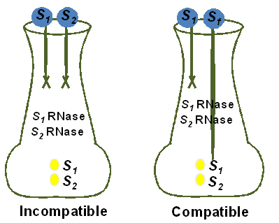 pollen growth arrested in one example and successfully growing in another example