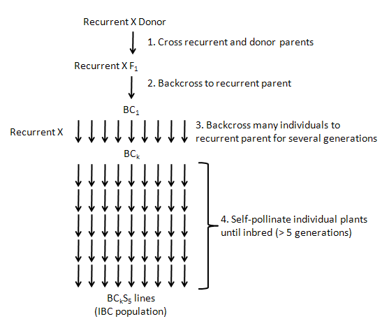 Schematic demonstrating the steps to develop an inbred backcross (IBC) population