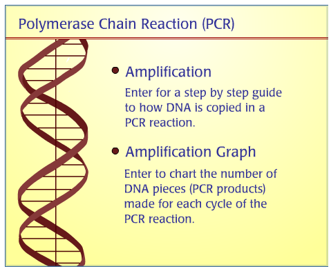 Screenshot of the introdction to the PCR animation at the Dolan DNA Learning Center