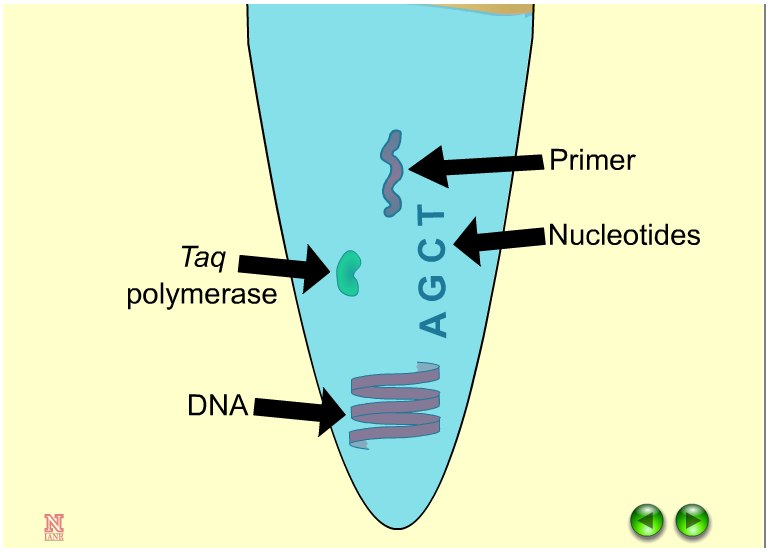 Screenshot of the PCR animation from the Plant and Soil Sciences eLibrary