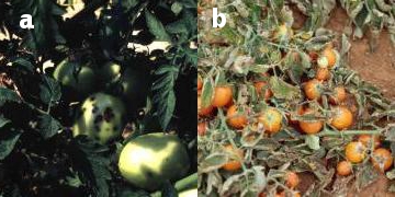 Bacterial Spot - symptoms on fruit and defoliation