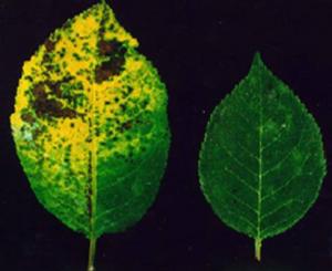 Cherry leaf spot susceptible and resistant leaves.