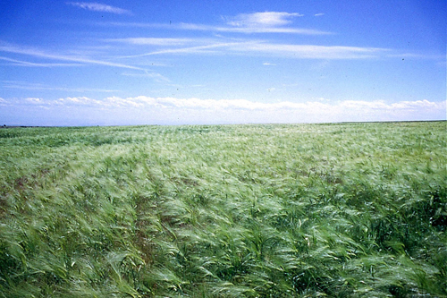 Barley field