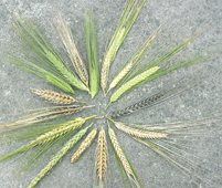 Diversity of barley