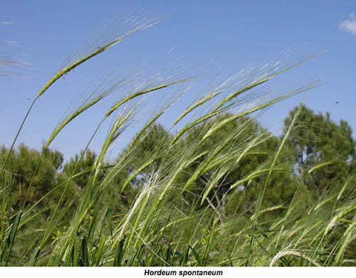 Hordeum spontaneum