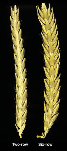 Two-row and six-row barley