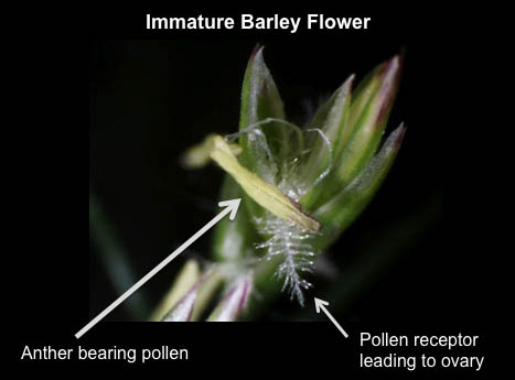 Immature Barley Flower