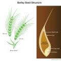 Barley seed structure