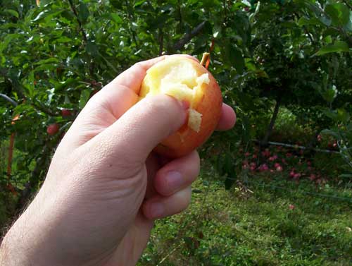 apple fruit texture