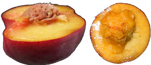 Close up of a cut open peach