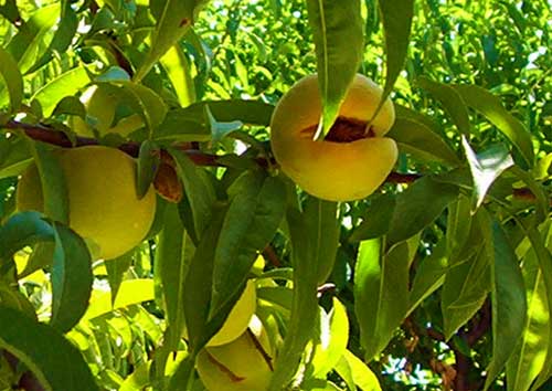 ripe peaches hanging on a tree