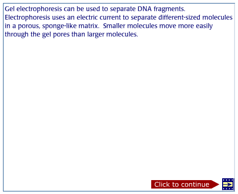 Screenshot of the gel electrophoresis animation at the Dolan DNA Learning Center