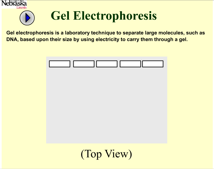 Screenshot of the Gel electrophoresis animation from the Plant and Soil Sciences eLibrary