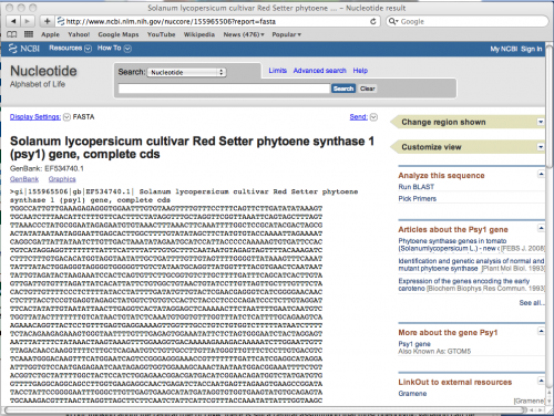 The PSY1 gene in FASTA format taken from NCBI