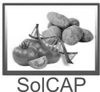 SolCAP logo