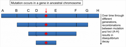 estimation-of-linkage-disequilibrium-decay-plant-breeding-and-genomics