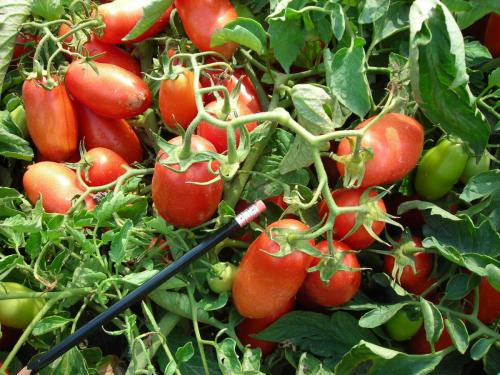 Genetics of Compound Inflorescence in Tomato – Plant Breeding and Genomics