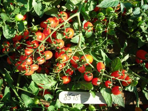 Genetics of Compound Inflorescence in Tomato – Plant Breeding and Genomics